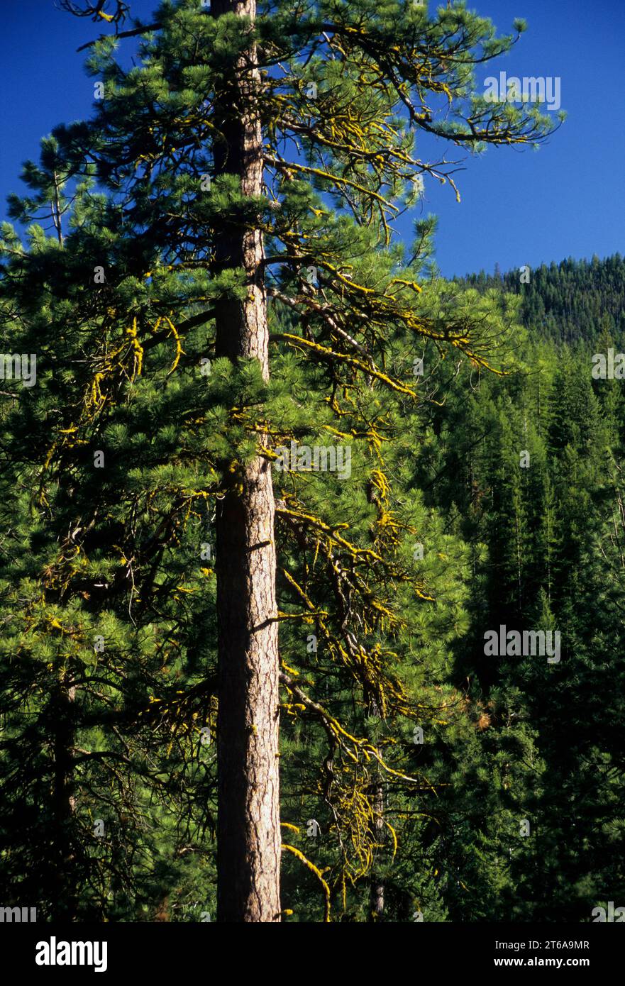 Pineta vicino Loup Loup vertice, Okanogan National Forest, Washington Foto Stock
