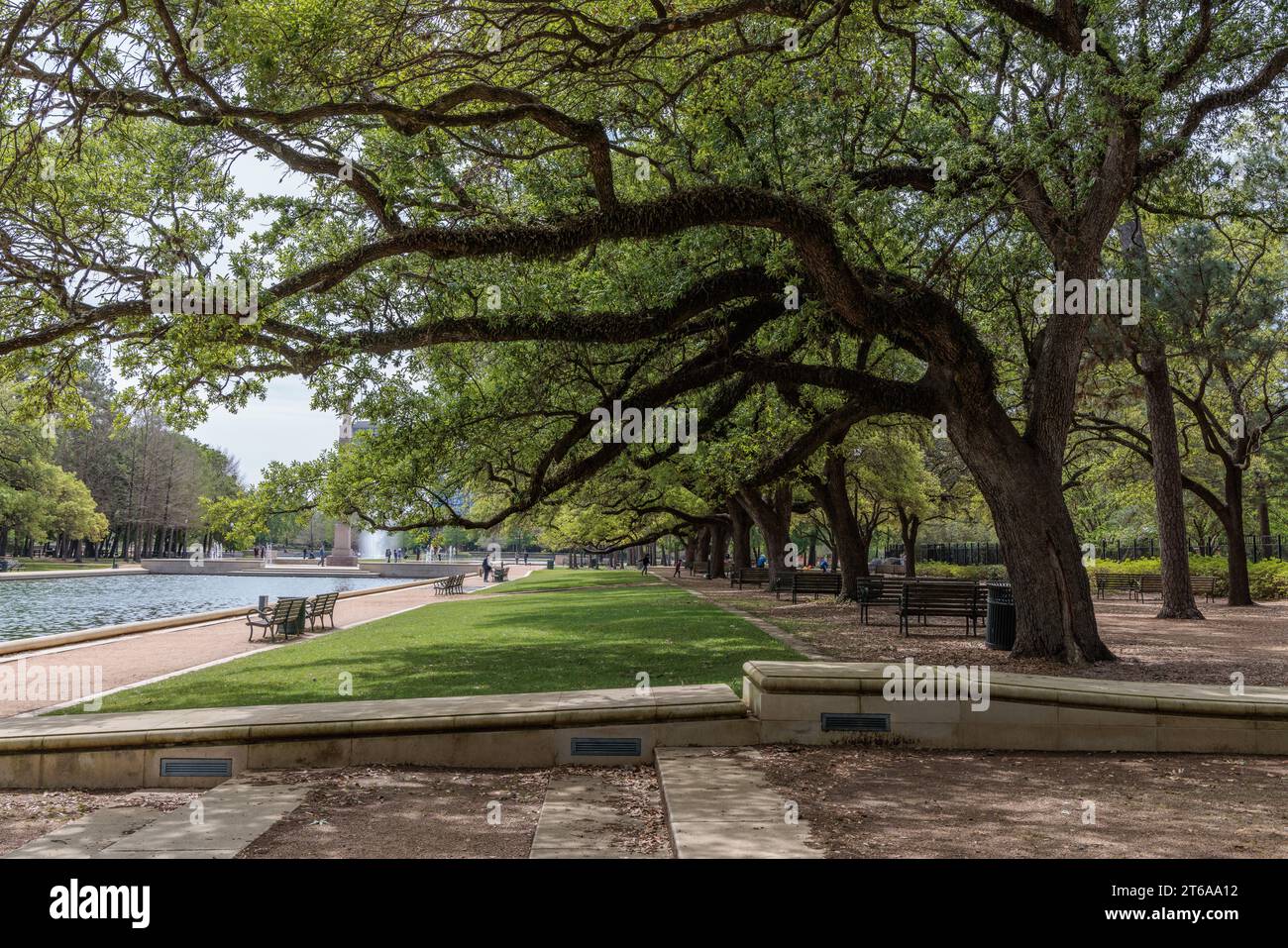 Alberi di quercia vivi fiancheggiano i lati della piscina di riflessione Mary Gibbs e Jesse H. Jones all'Hermann Park nel centro di Houston, Texas Foto Stock