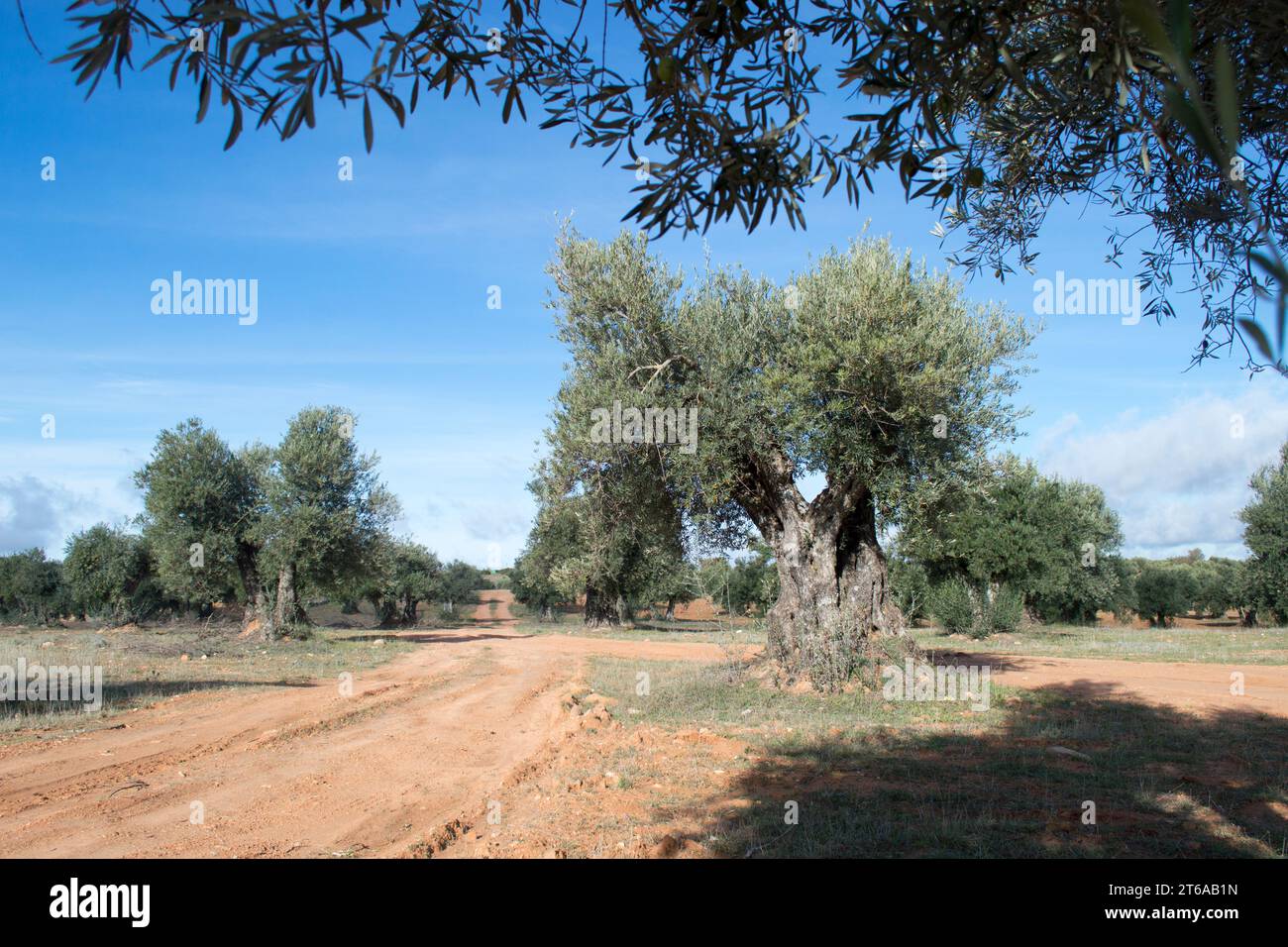 Agricultura, olivar Foto Stock