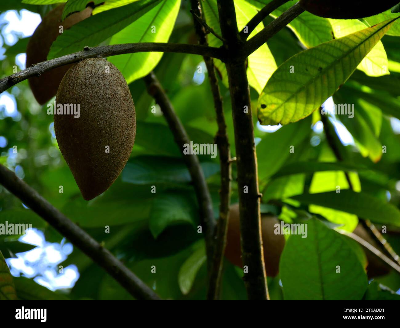 Mamey Sapote su un albero, frutta tropicale Foto Stock