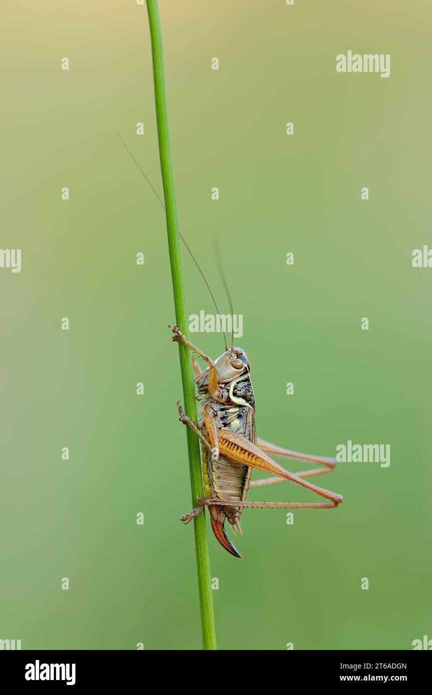 Roesel's Bush-Cricket (Roeseliana roeselii), femmina, Germania | Roesels Beißschrecke (Roeseliana roeselii, Metrioptera roeselii), Weibchen, Deutschland Foto Stock