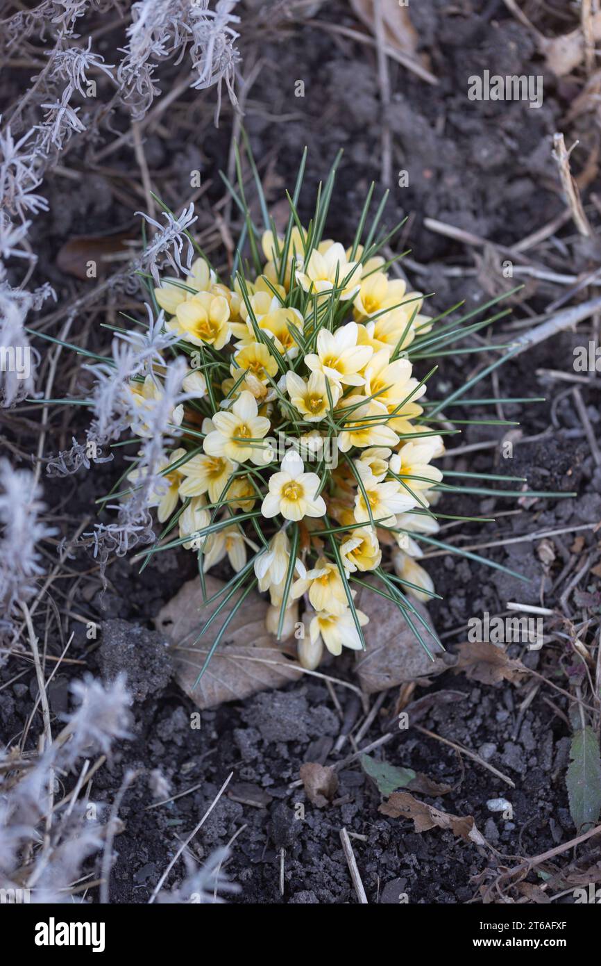 Croci di giallo pallido fioriti ad aprile Foto Stock