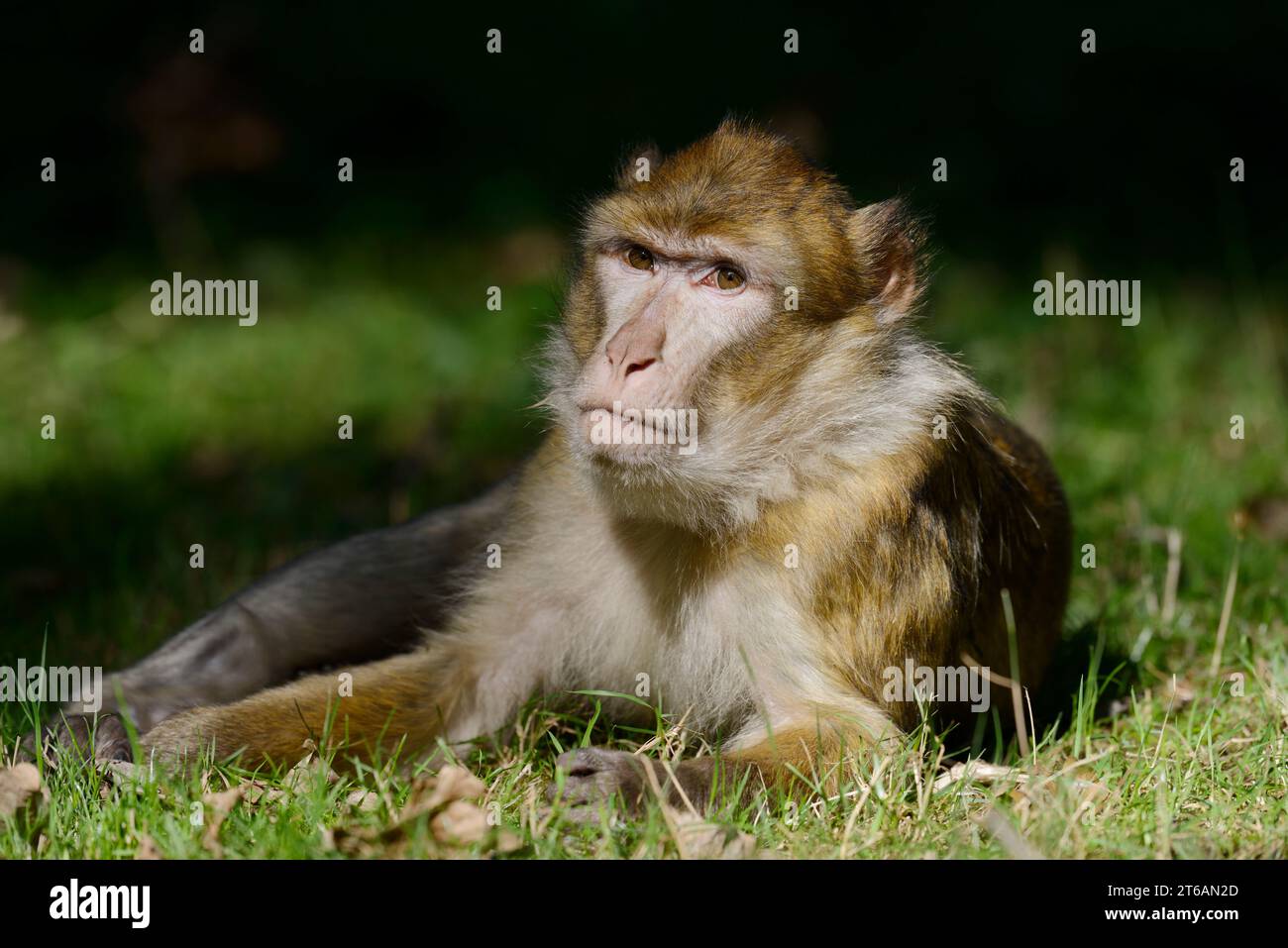 Barbary Macaque (Macaca sylvanus) | Berberaffe oder Magot (Macaca sylvanus) Foto Stock
