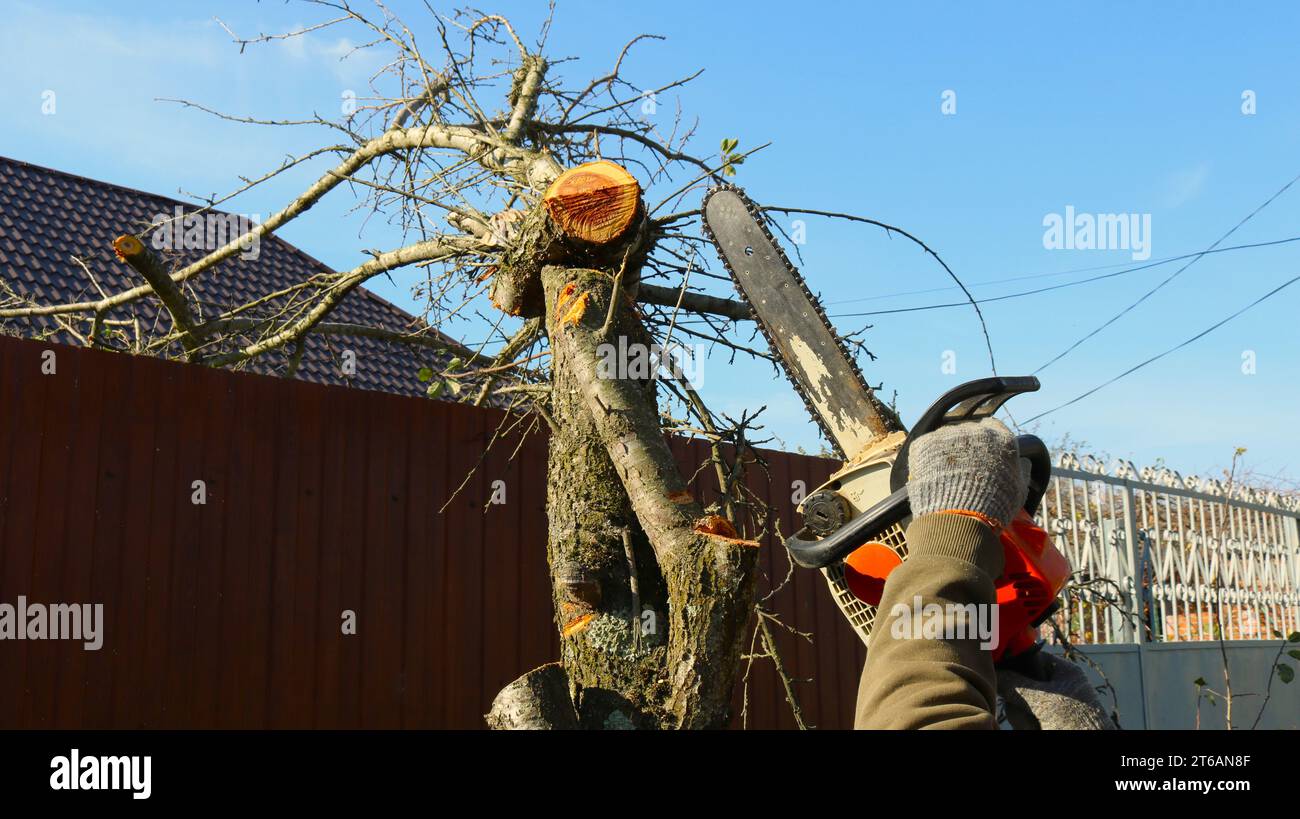 un lavoratore rurale taglia i rami superiori di un albero di fronte alla casa utilizzando una motosega, un abitante del villaggio taglia il tronco di un piccolo albero con una sega Foto Stock