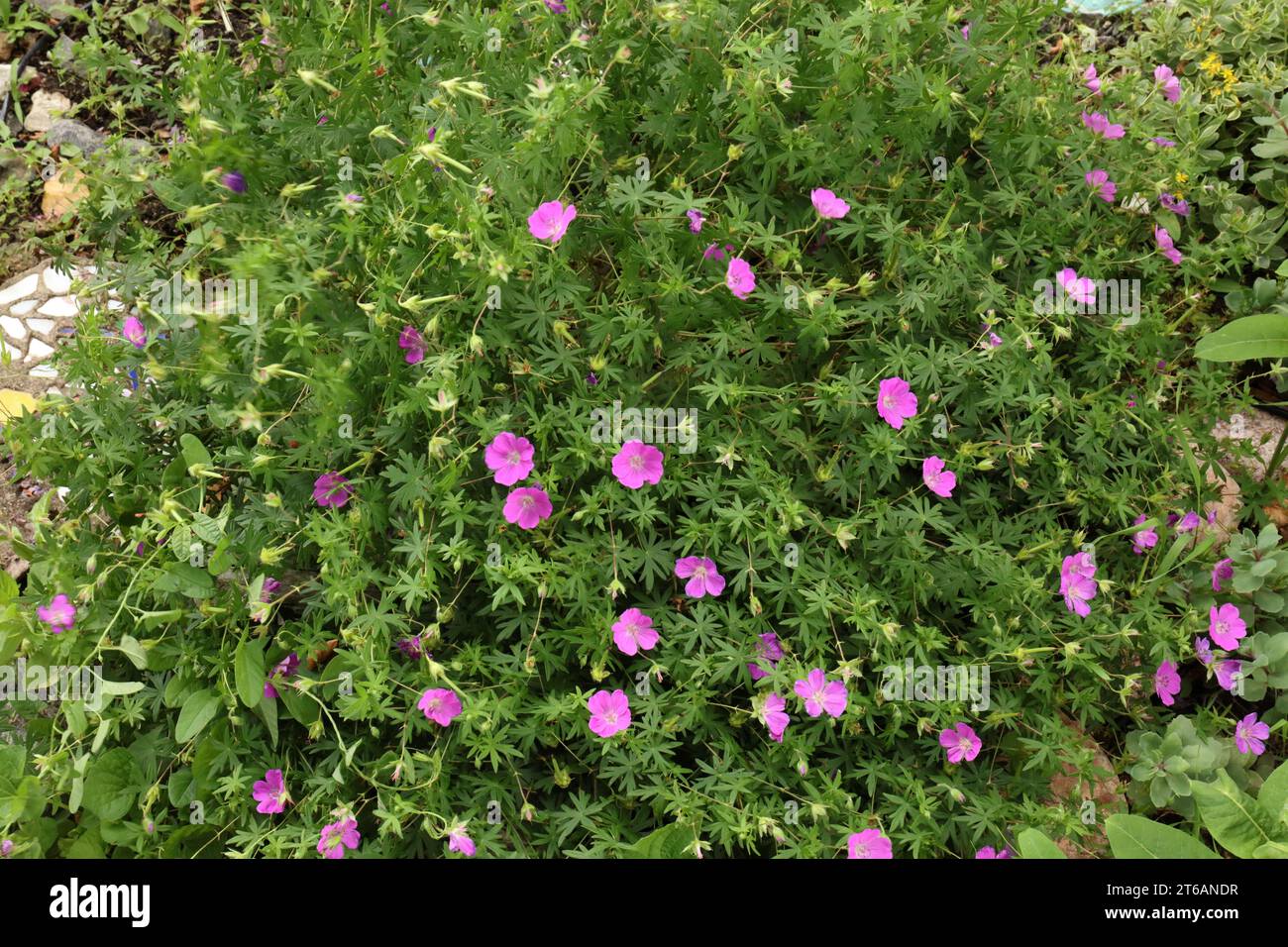 Un gruppo di gerani Cransesbill fioriti con fiori rosa in estate nel Wisconsin Foto Stock