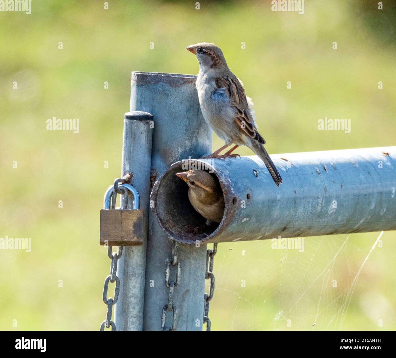 Un paio di passeri spagnoli (Passer hispaniolensis) arroccati su una recinzione metallica, Akrotiri, Cipro Foto Stock