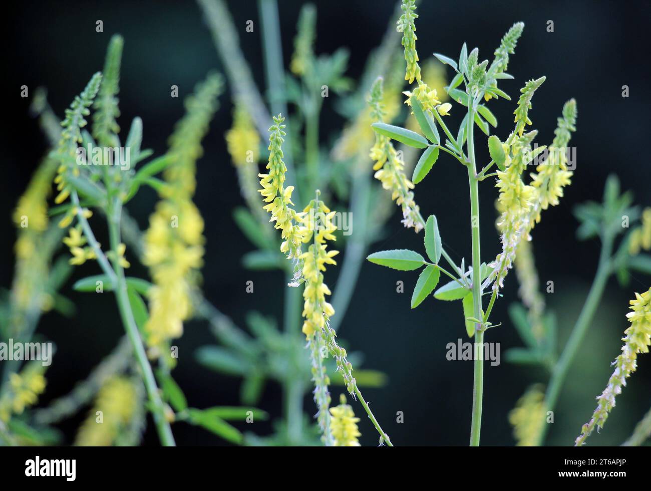 Melilot giallo, melilot a coste (Melilotus officinalis) fiorisce in natura in estate Foto Stock