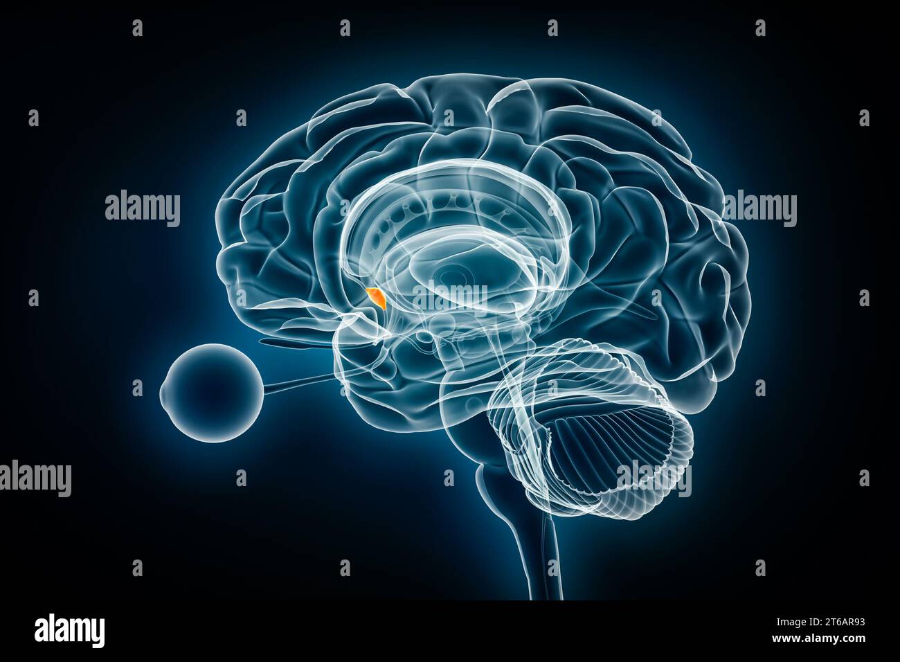 Illustrazione del rendering 3D della vista radiologica del Nucleo settale. Anatomia del cervello umano e del sistema limbico, medico, sanitario, biologia, scienza, neuroscienze, neuro Foto Stock