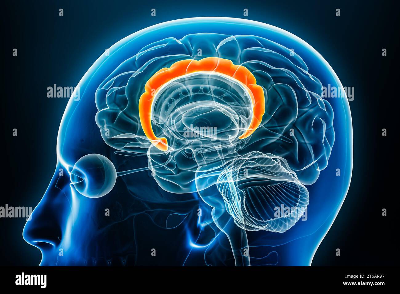 Vista ravvicinata del profilo radiologico del giroscopio cingolato illustrazione del rendering 3D con contorni del corpo. Anatomia del cervello umano e del sistema limbico, medica, biologia, sci Foto Stock