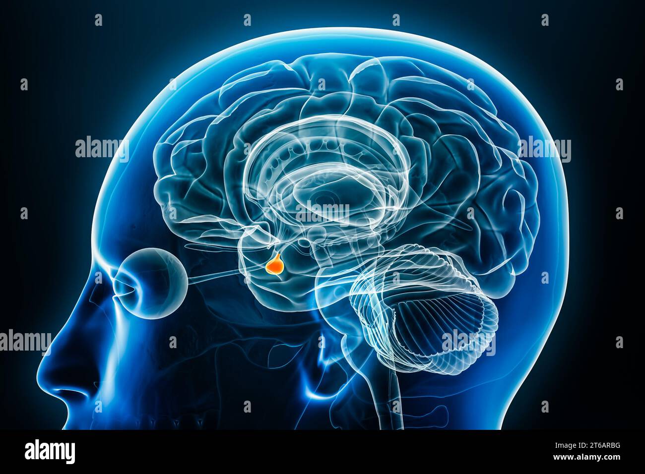 Vista ravvicinata del profilo radiologico della ghiandola ipofisaria rappresentazione 3D con contorni del corpo. Cervello umano, anatomia del sistema nervoso ed endocrino, medico, Foto Stock