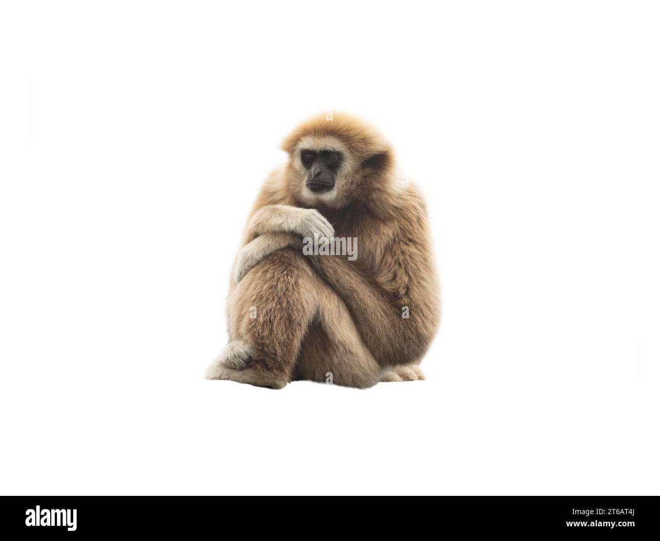 gibbon lar isolato su sfondo bianco Foto Stock