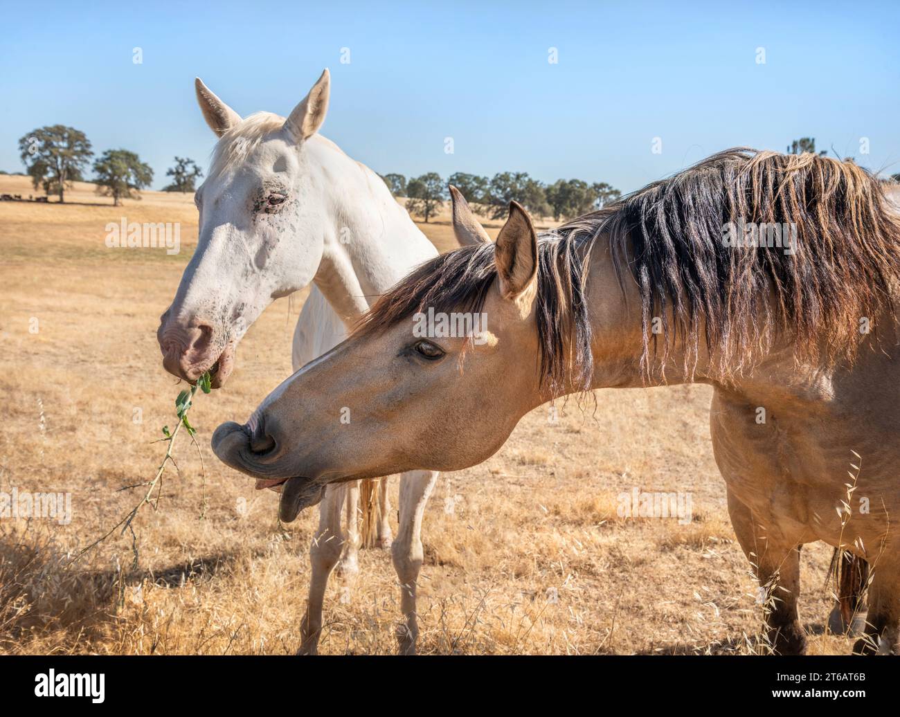 I cavalli comici mangiano vegetazione Foto Stock