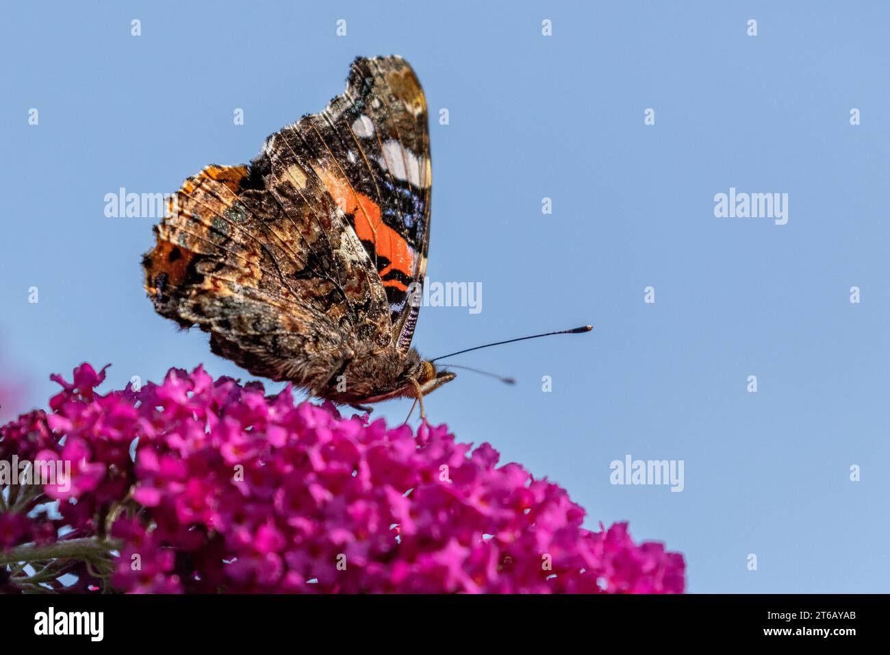 Una farfalla Red Admiral (Vanessa atalanta) che si nutre di un fiore di buddleia (buddleja, cespuglio di farfalle). Foto Stock