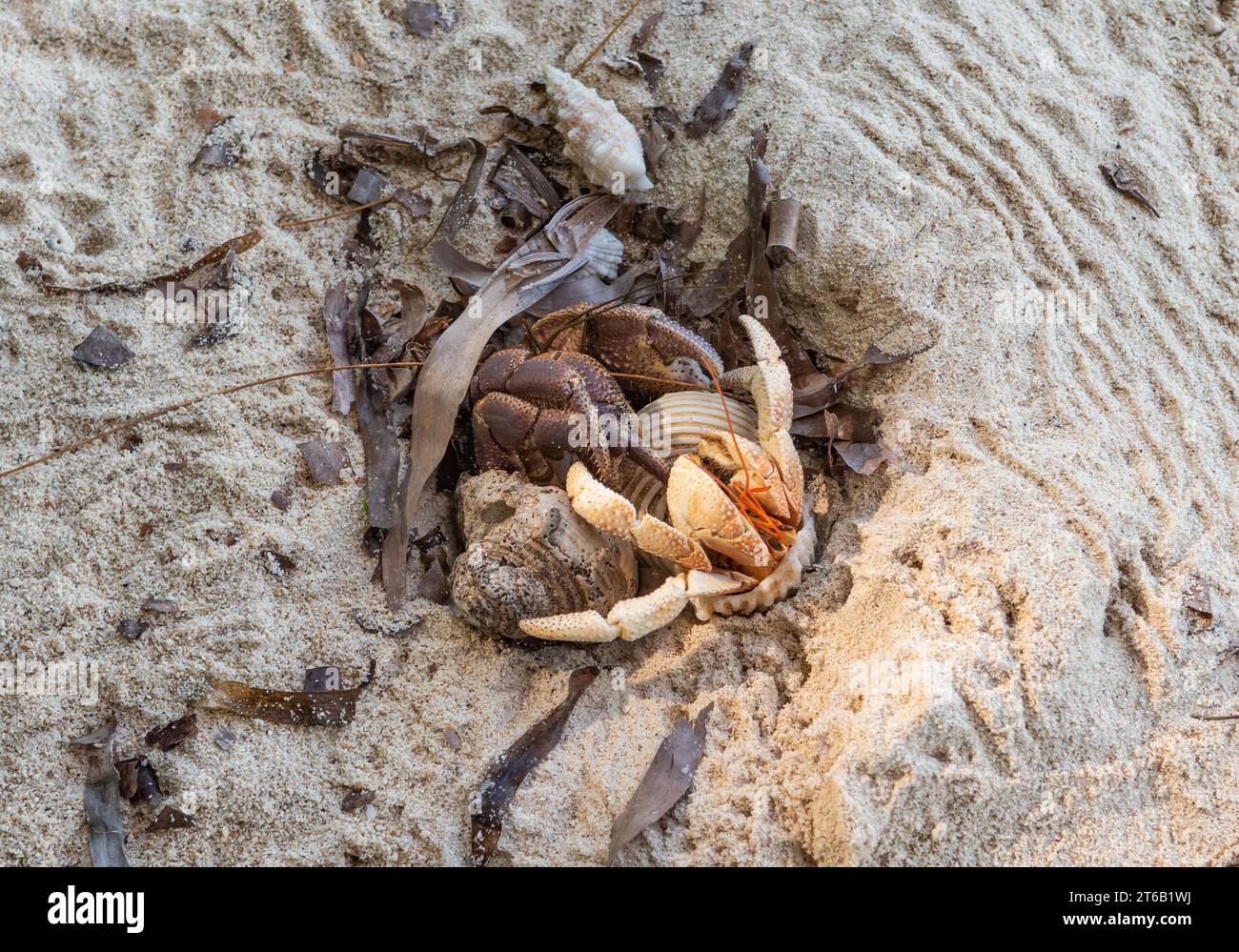 I granchi eremiti sulla spiaggia, Poivre Island, Seychelles. Foto Stock