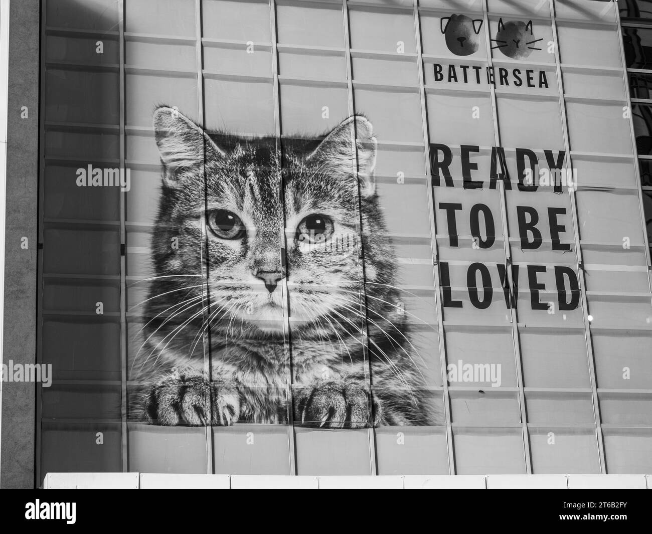 Cat Picture, Ready to Be Loved, Battersea Dogs and Cats Home, Nine Elms, Battersea, Londra, Inghilterra, REGNO UNITO, REGNO UNITO. Foto Stock