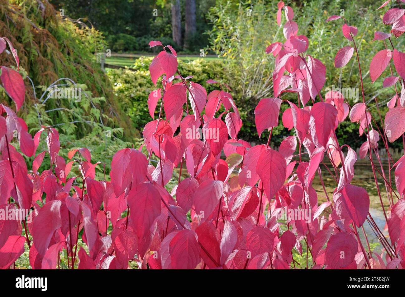 Foglie rosse del Cornus sericea 'BaileyiÕ, noto anche come Red Twig Dogwood di Bailey durante l'autunno. Foto Stock