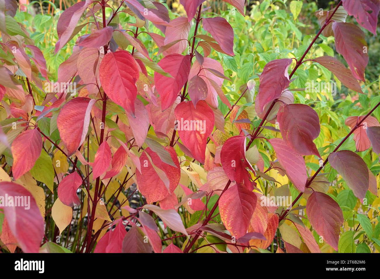 Foglie rosse del Cornus sericea ÔCoral RedÕ, noto anche come Red Twig Dogwood di Bailey durante l'autunno. Foto Stock