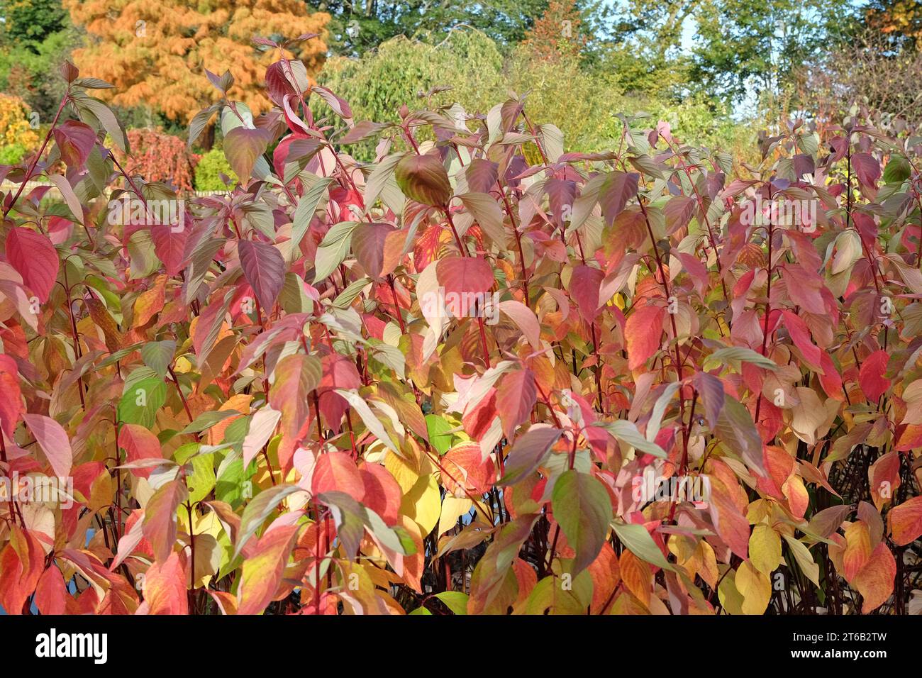 Foglie rosse del Cornus sericea ÔCoral RedÕ, noto anche come Red Twig Dogwood di Bailey durante l'autunno. Foto Stock