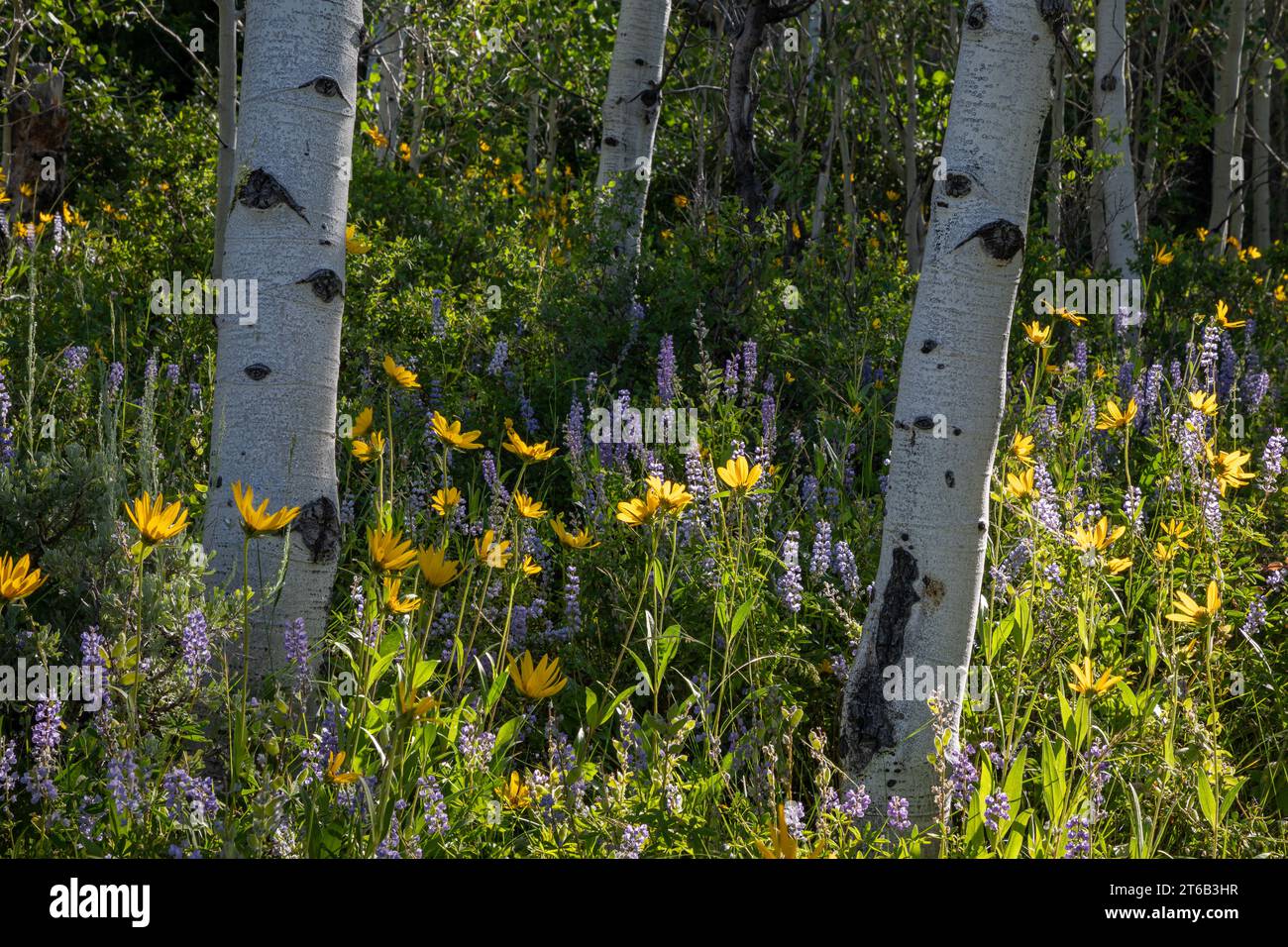 WY05661-00 Foto Stock