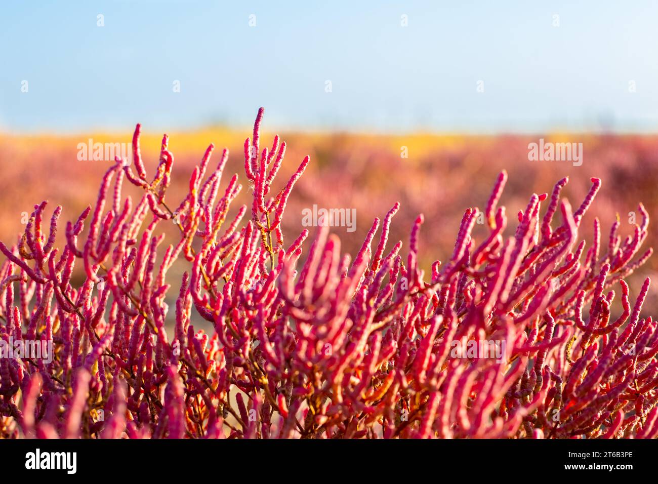 Un campo sulla riva di uno stagno salato con pianta fiorita, Salicornia rosso brillante. Foto Stock