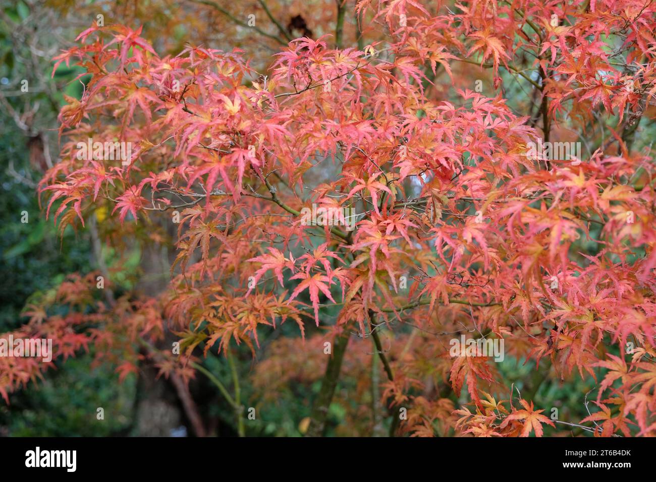 Le foglie divise rosse e arancioni dell'acer palmatum Kamagata, l'acero giapponese durante l'autunno. Foto Stock
