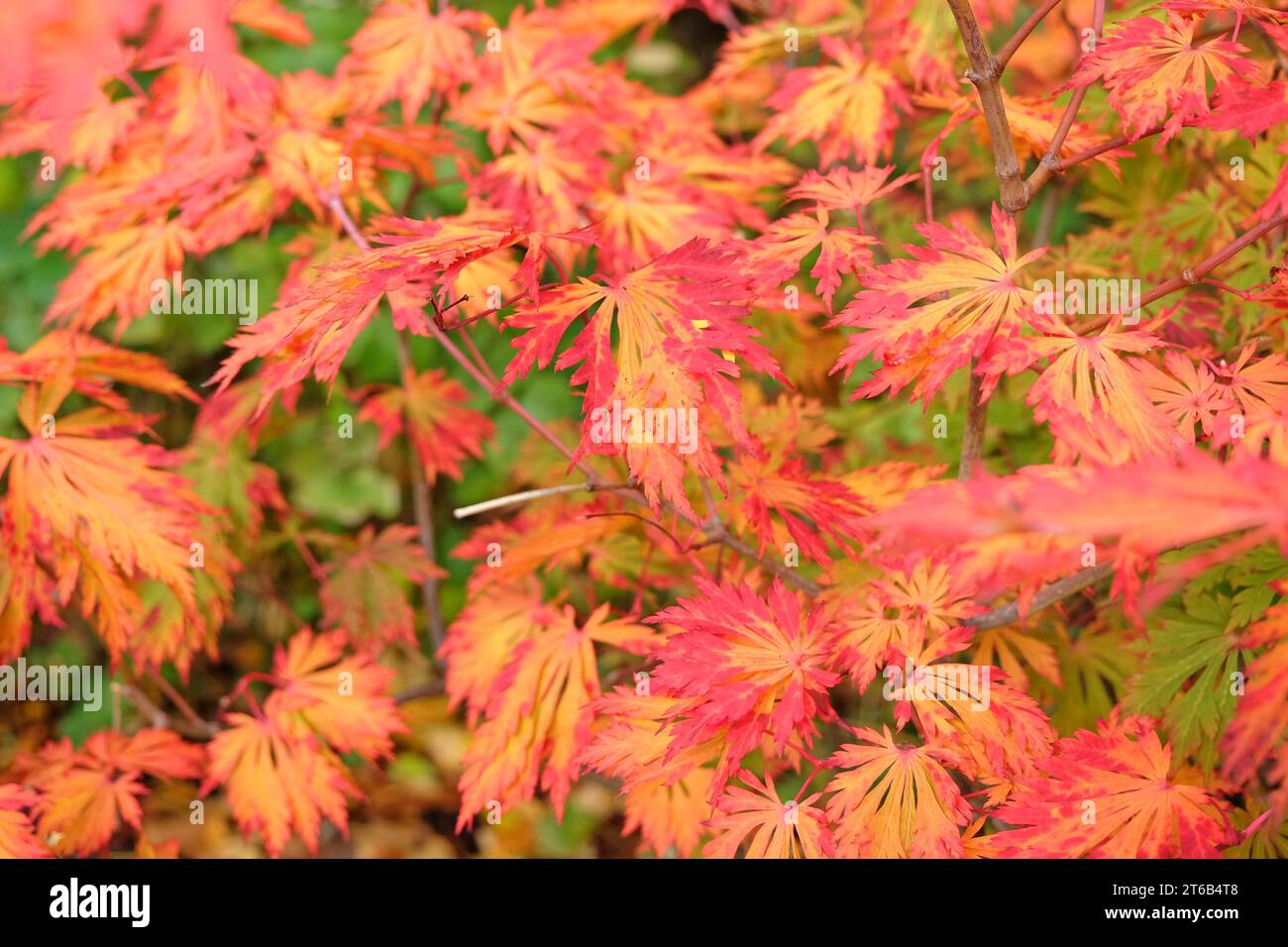 Foglie autunnali rosse e arancioni dell'Acer japonicum 'AconitifoliumÕ, noto anche come acero lunare pieno o acero nero giapponese, durante la sua esposizione autunnale. Foto Stock