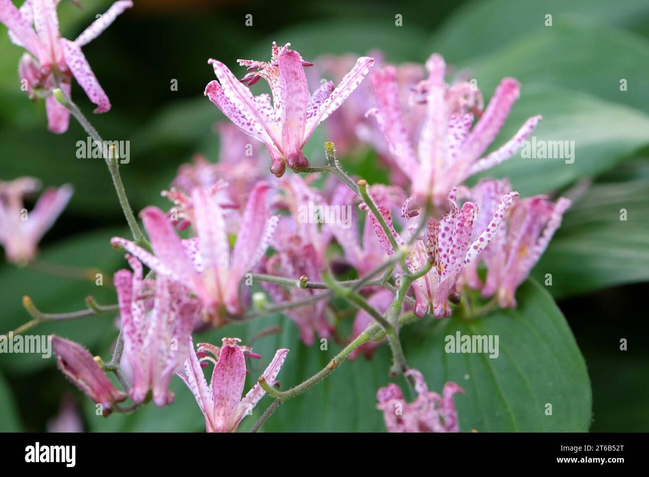 Tricyrtis hirta viola e bianco maculato, il giglio di rospo giapponese o il giglio di rospo peloso in fiore. Foto Stock