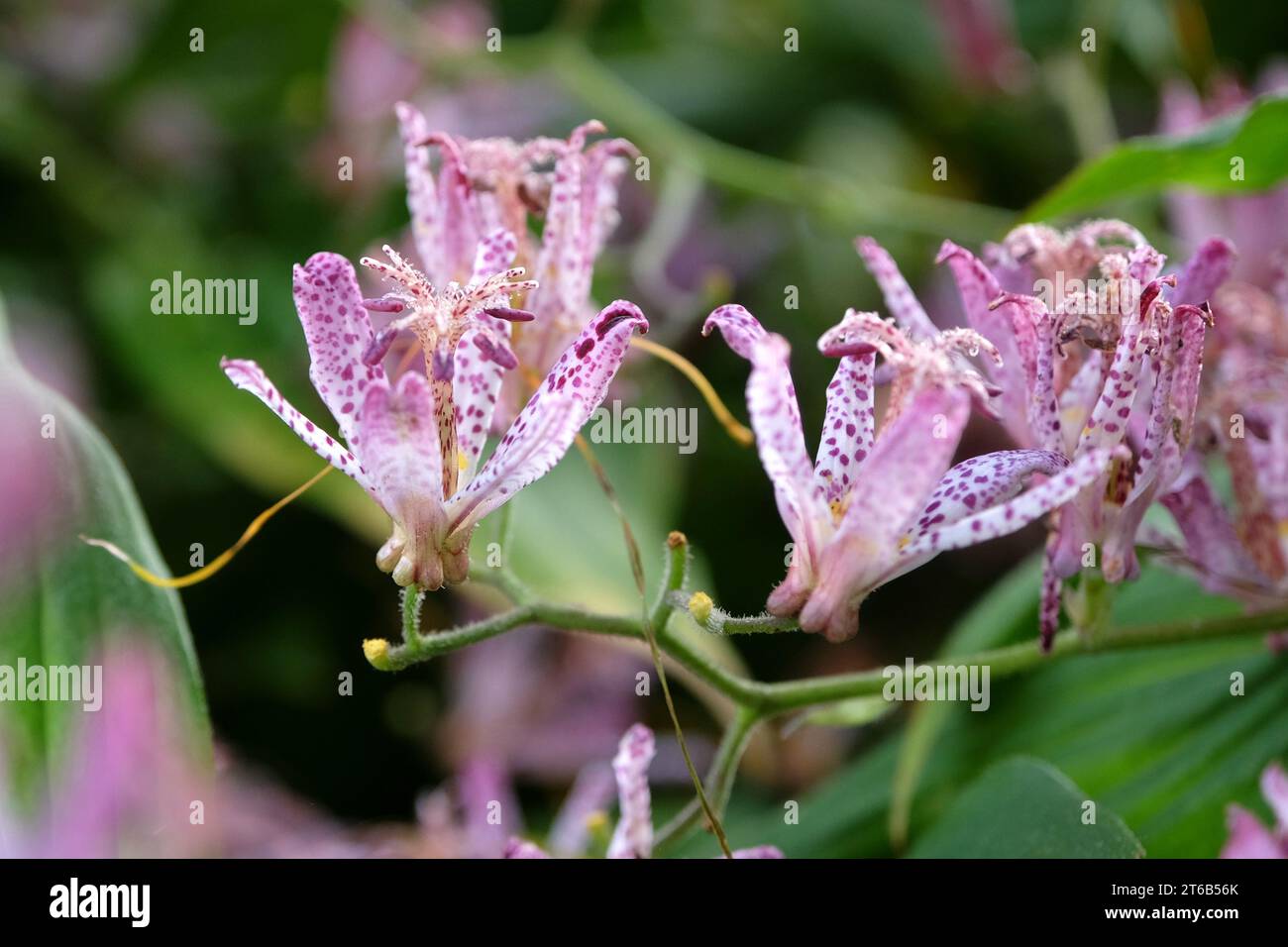 Tricyrtis hirta viola e bianco maculato, il giglio di rospo giapponese o il giglio di rospo peloso in fiore. Foto Stock