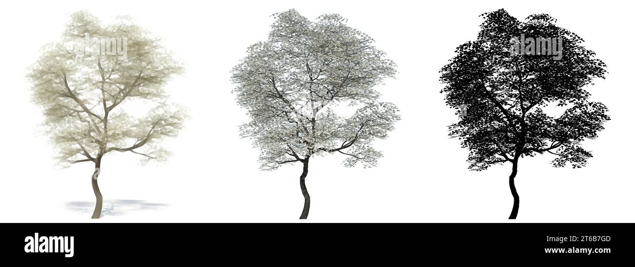 Set o collezione di alberi di Dogwood fiorenti, dipinti, naturali e con silhouette nera su sfondo bianco. Illustrazione concettuale o concettuale 3d per Foto Stock