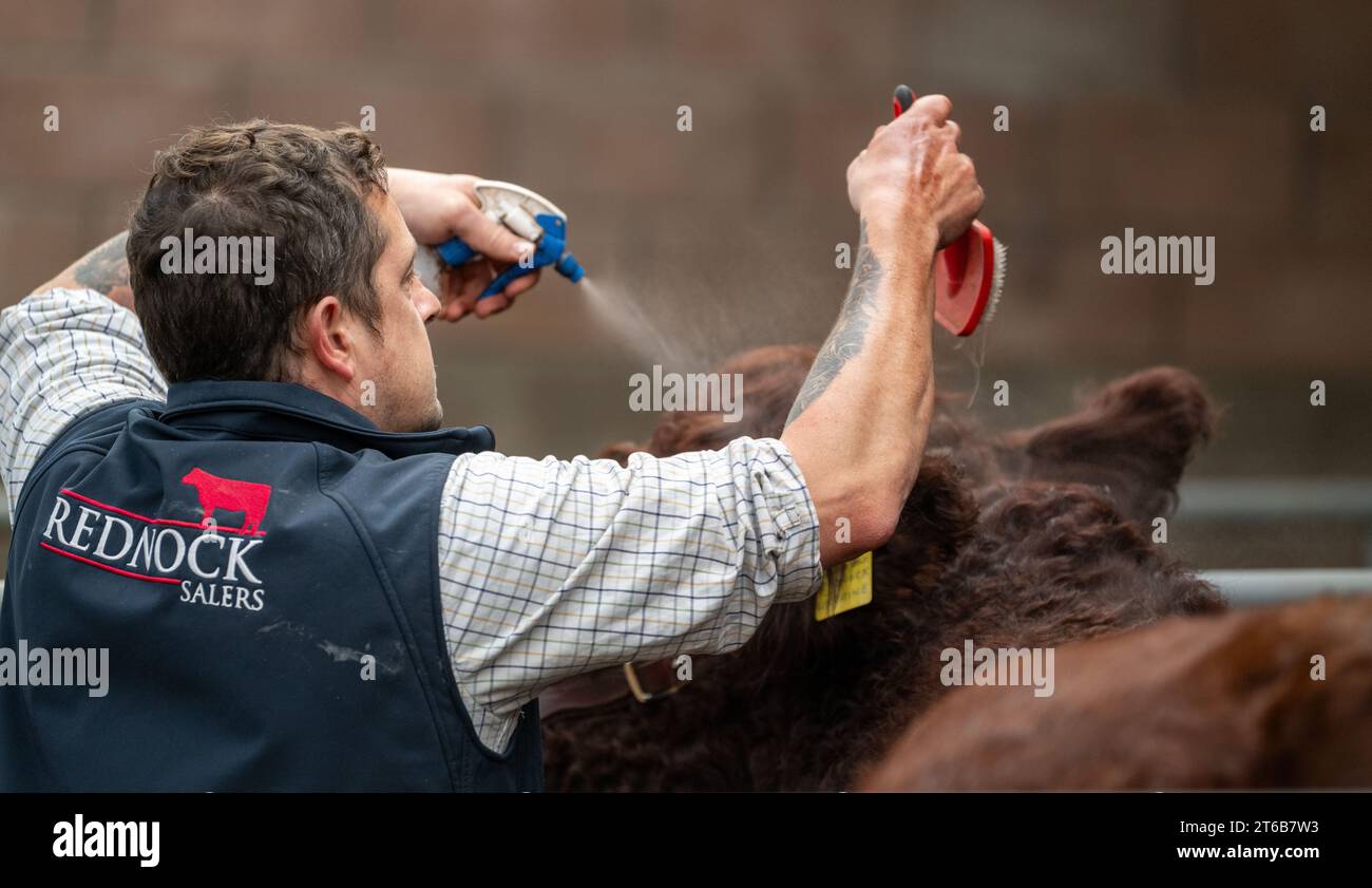 Contadino che prepara un toro di Saler per la vendita in un mercato d'asta. Castle, Douglas, Scozia, Regno Unito. Foto Stock