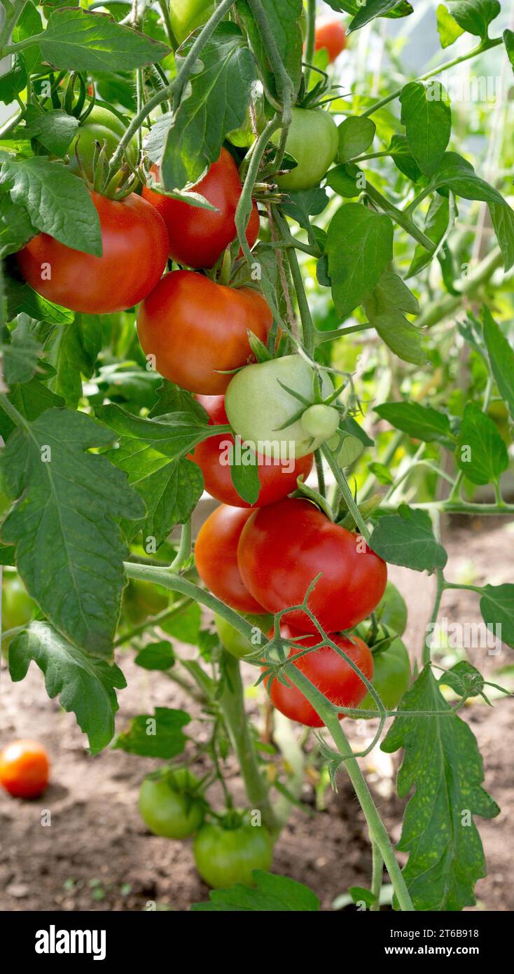 Pomodori rossi maturi coltivati in serra. Orticoltura. Verdure. Foto Stock