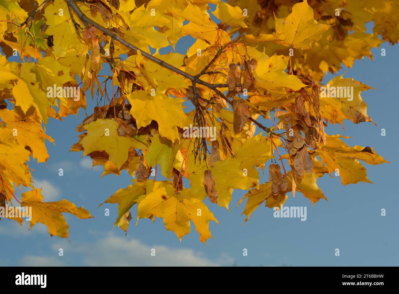 Foglie di acero gialle e semi di acero su sfondo blu cielo si preparano a cadere nell'autunno canadese. Foto Stock