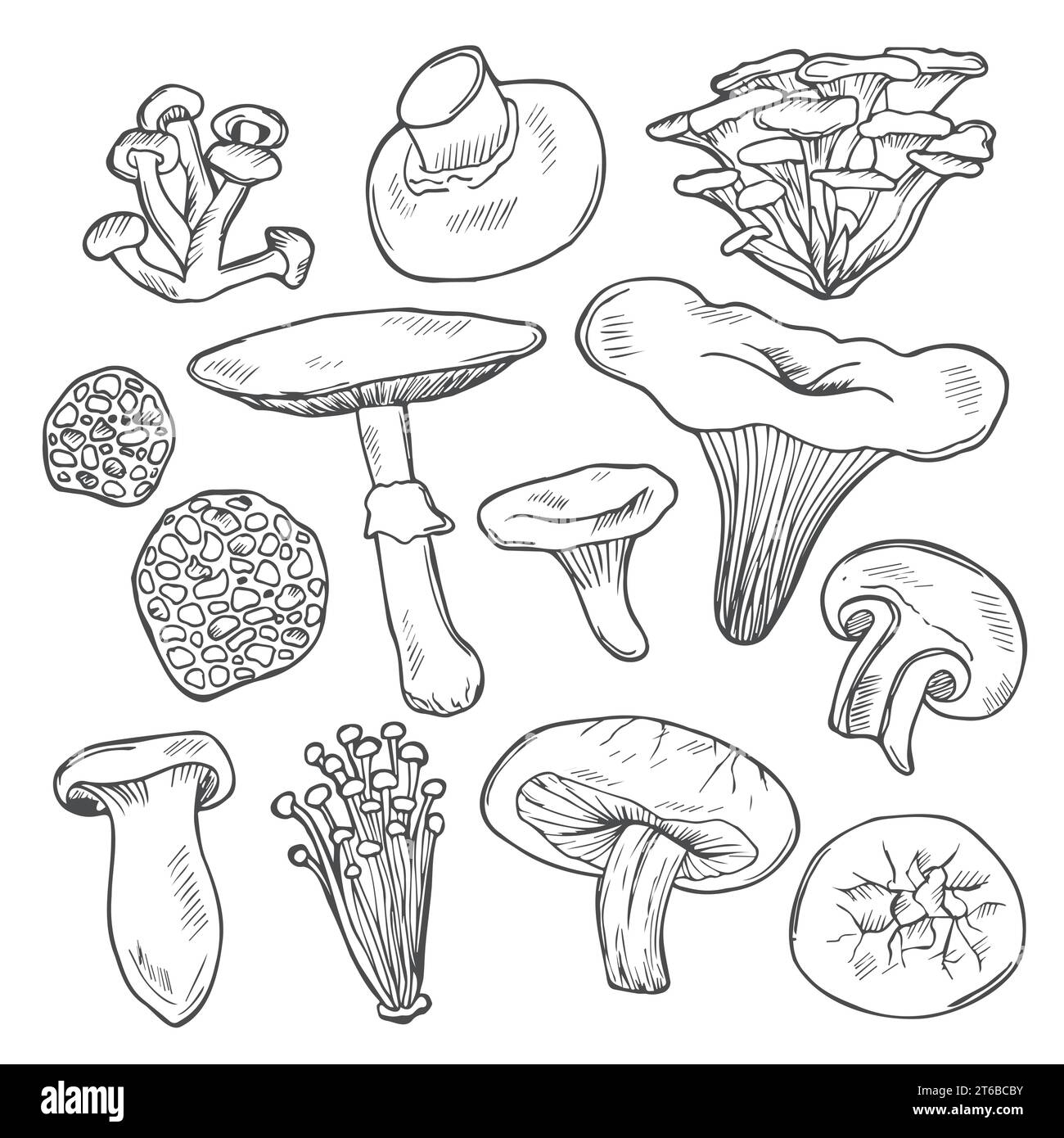 Disegno vettoriale a mano di funghi selvatici in stile doodle. Shiitake, maitake, agaricus, tartufo, chantarelle, champignon, enokitake, miele agarico e. Illustrazione Vettoriale