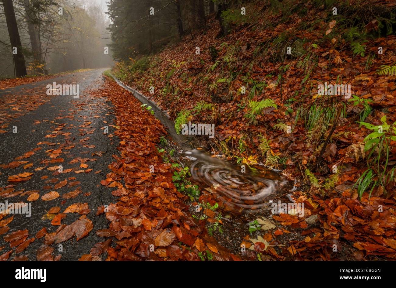 Piccolo torrente dalla collina vicino alla cascata di Ponikly dopo la pioggia notturna in autunno Foto Stock