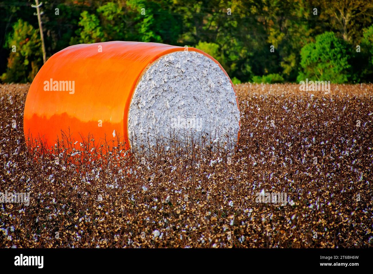 Una balla rotonda di cotone si trova in un campo della contea di Mobile, il 26 ottobre 2023, a Grand Bay, Alabama. La maggior parte del cotone coltivato in Alabama oggi è il cotone Upland. Foto Stock