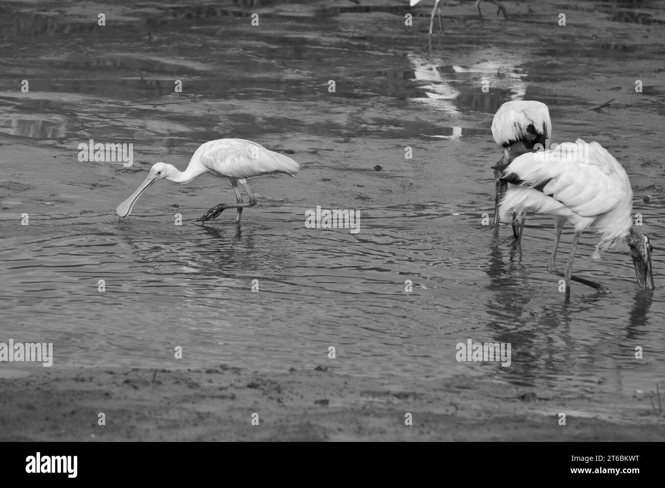 Il bianco e nero aggiunge dettagli alle immagini. Foto Stock