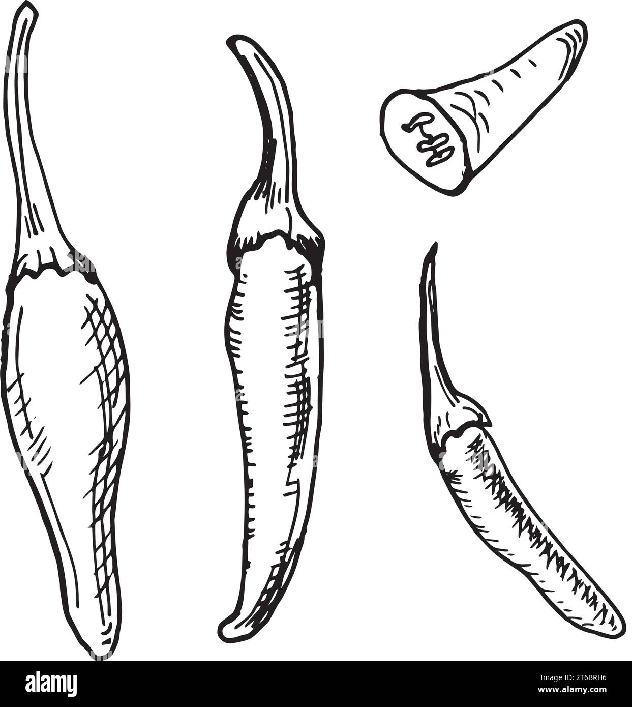 Illustrazione vettoriale del peperoncino rosso tabasco isolata su sfondo bianco. Pepe piccante con inchiostro disegnato a mano. Grafica in bianco e nero con pepe piccante. Elemento di disegno f Illustrazione Vettoriale