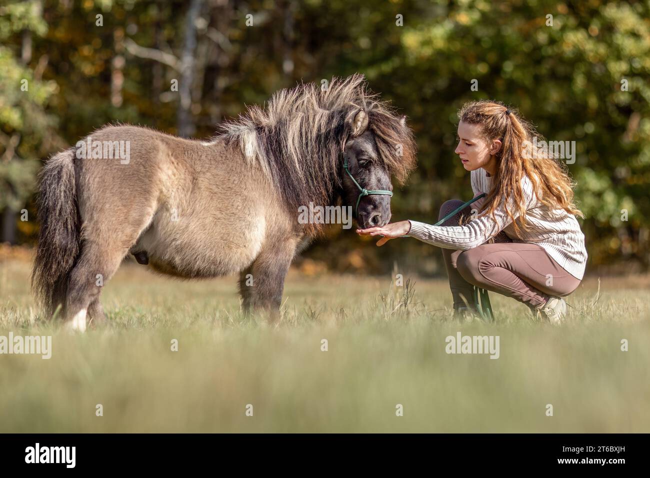 Natural Horsemanship Concept: Ritratto carino di una giovane donna e del suo pony che lavorano e interagiscono insieme Foto Stock