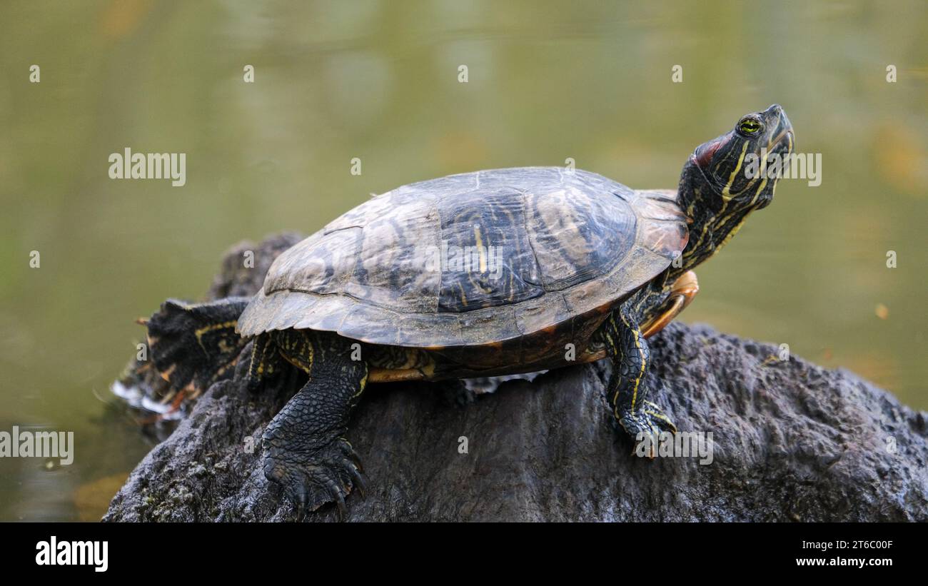 Tartaruga che guarda intorno vicino all'acqua sulla roccia. Foto Stock