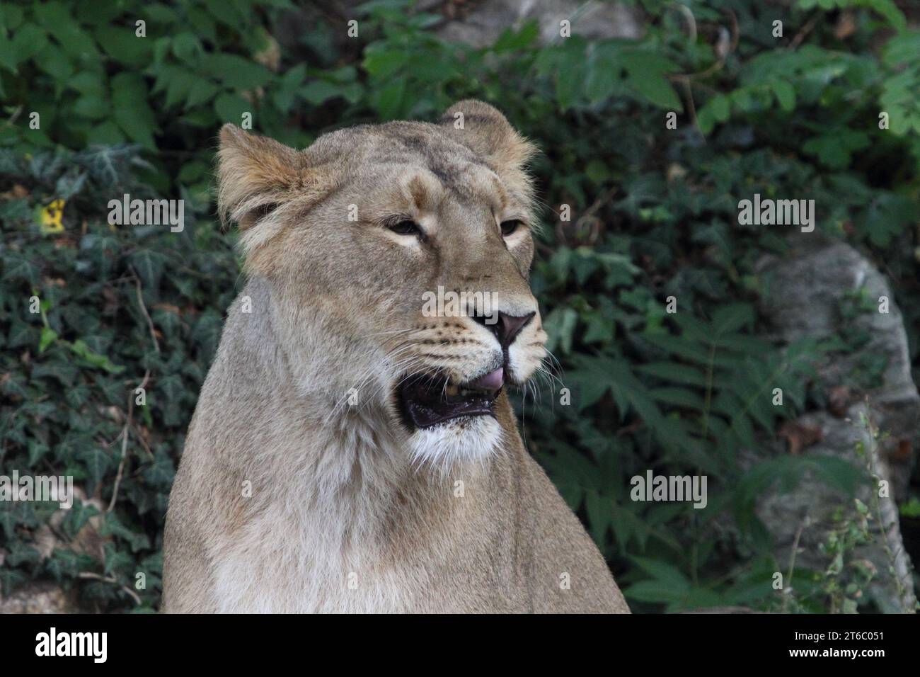 Il leone Asiatico (Panthera leo) è una popolazione di leoni nel Gujarat, India, che è elencata come minacciata dalla Lista Rossa IUCN a causa del suo piccolo po Foto Stock