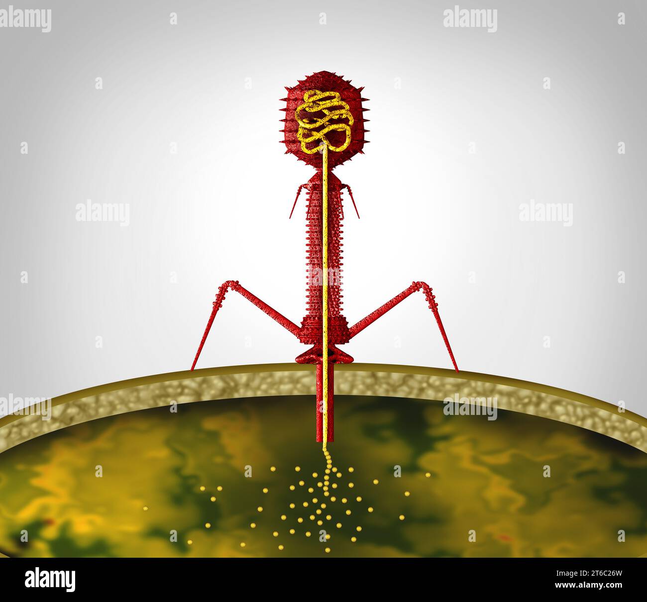 Batteriofago virus ciclo fago replicando all'interno di un patogeno come un virus con acido nucleico che infetta batteri come simbolo virologico come un patogeno Foto Stock