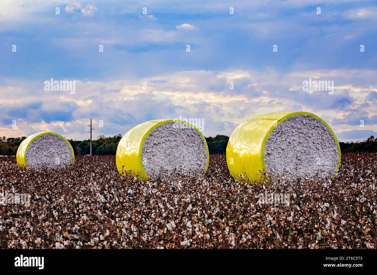 Balle rotonde di cotone si trovano in un campo della contea di Mobile, 8 novembre 2023, a Grand Bay, Alabama. La maggior parte del cotone coltivato in Alabama oggi è il cotone Upland. Foto Stock