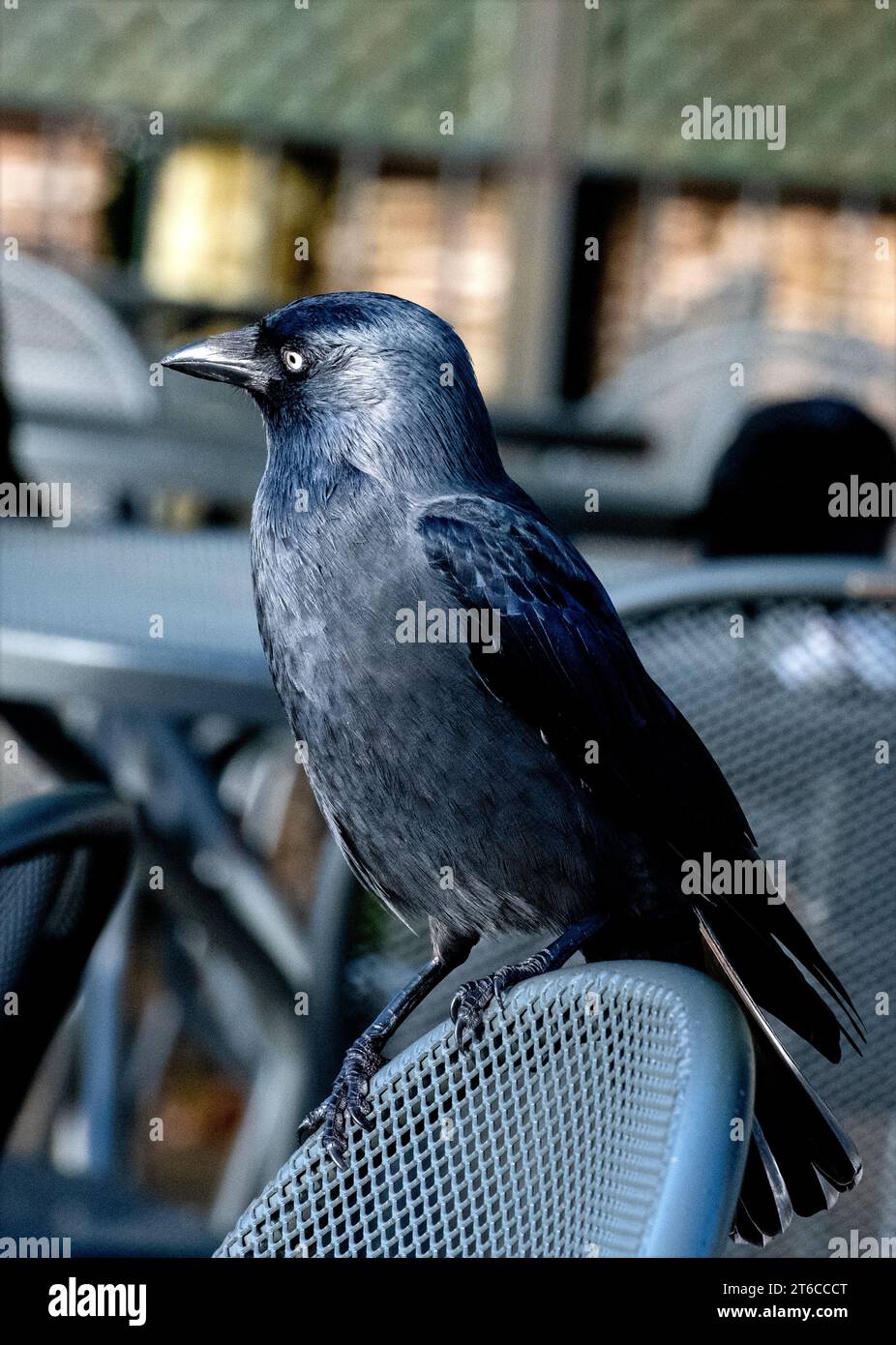 Uccello nero Jackdaw su una sedia a rete metallica in un caffè Foto Stock