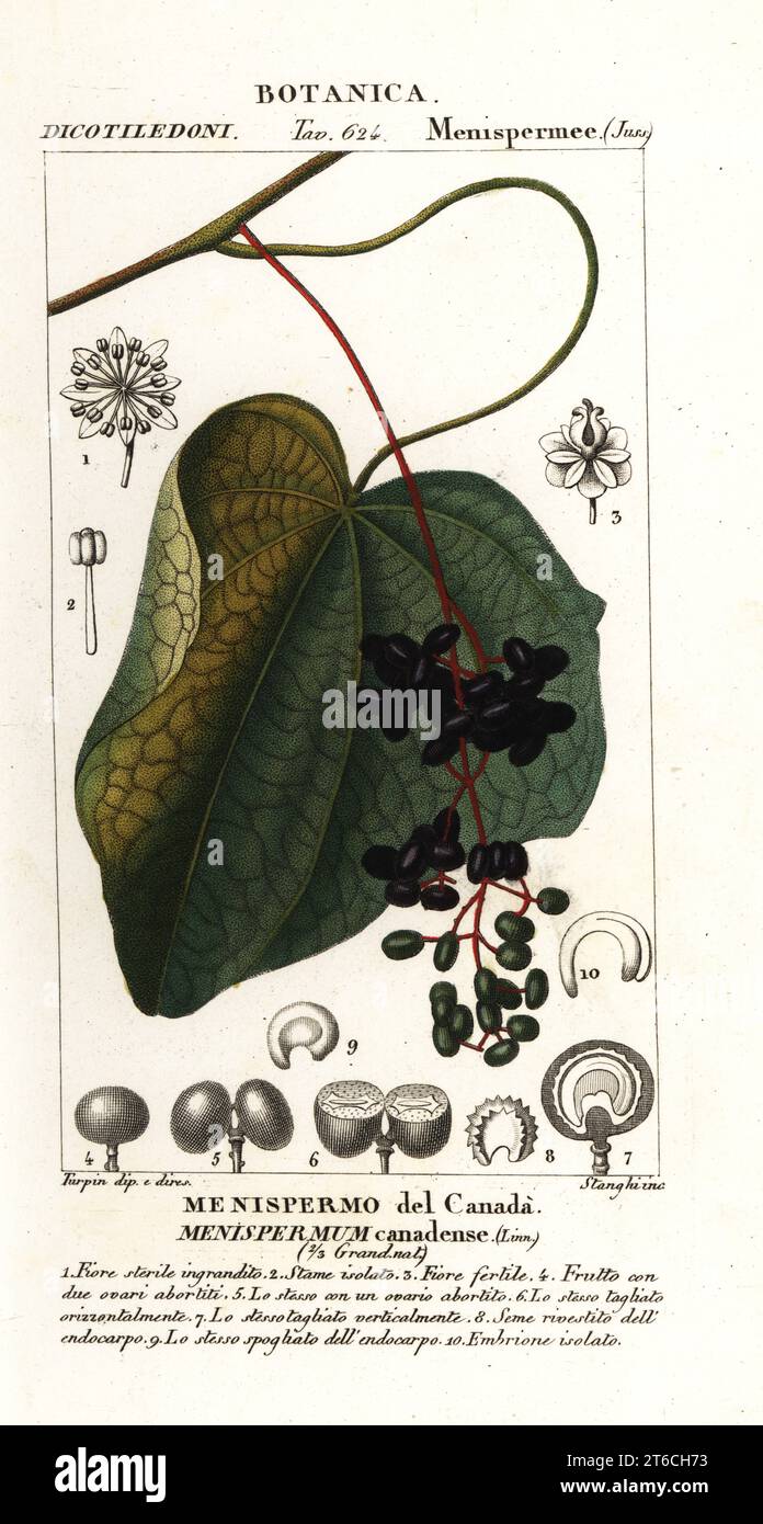 Semi di luna canadesi, semi di luna comuni o parilla gialla, Menispermum canadense, Menispermo del Canada. Incisione a forma di copperplate a mano dal Dizionario delle Scienze naturali di Antoine Laurent de Jussieu, Firenze, Italia, 1837. Illustrazione incisa da Corsi, disegnata e diretta da Pierre Jean-Francois Turpin, e pubblicata da Batelli e figli. Turpin (1775-1840) è considerato uno dei più grandi illustratori botanici francesi del 19 ° secolo. Foto Stock