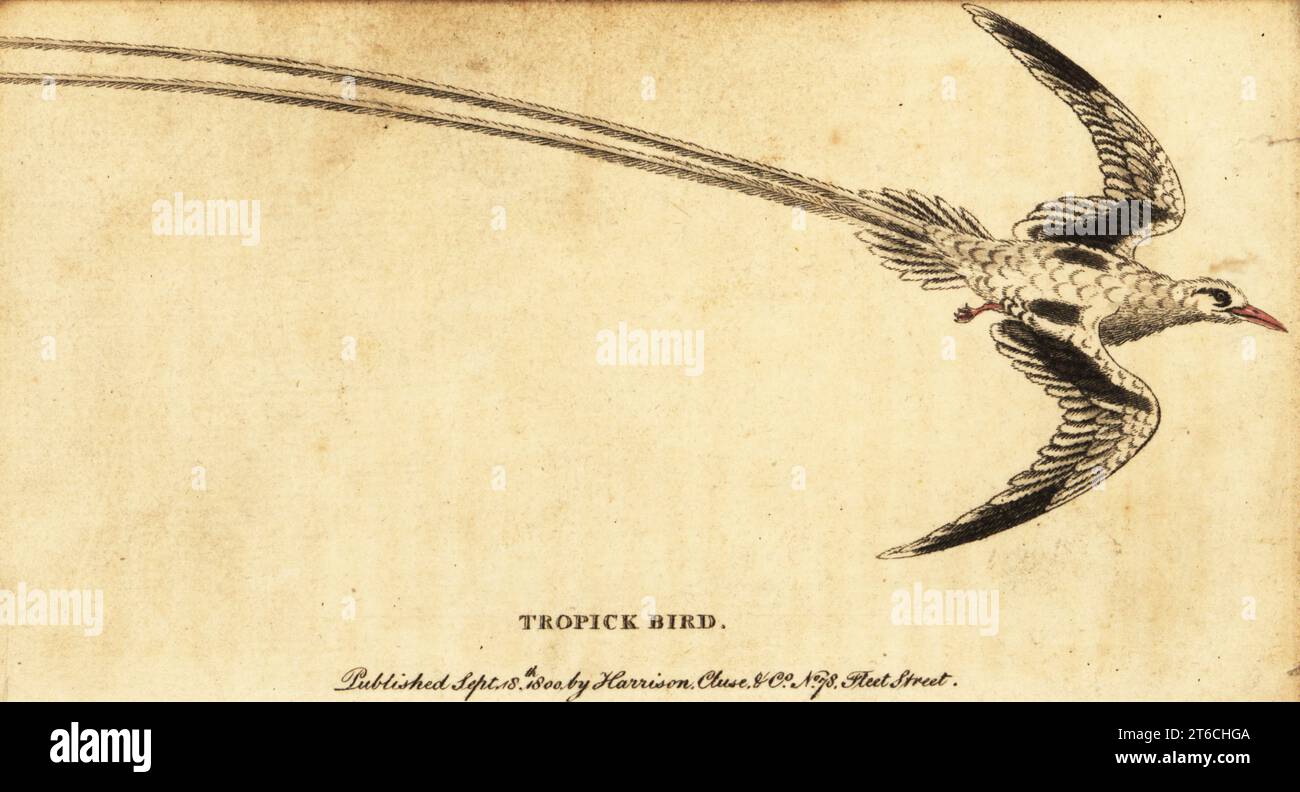 Tropicbird a becco rosso, Phaethon aethereus. Uccello Tropick, Phaeton aethereus. Incisione su copperplate a mano su un'illustrazione di George Edwards del Naturalists Pocket Magazine, Harrison, Fleet Street, Londra, 1800. Foto Stock Tropicbird a becco rosso, Phaethon aethereus. Uccello Tropick, Phaeton aethereus. Incisione su copperplate a mano su un'illustrazione di George Edwards del Naturalists Pocket Magazine, Harrison, Fleet Street, Londra, 1800. Foto Stock
