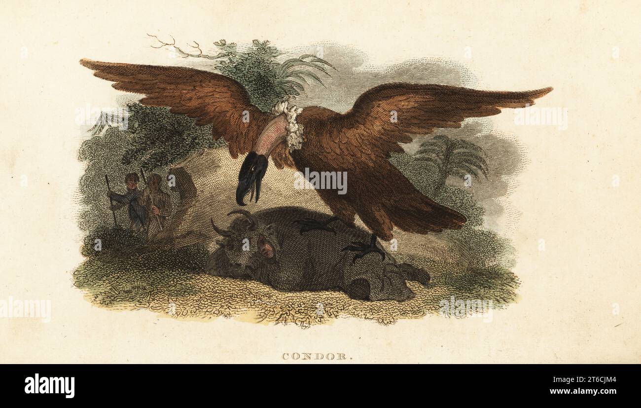 Uomo peruviano che indossa una pelle di mucca per attirare un condor. Altri cacciatori con lance aspettano dietro una roccia. Condor andino, Vultur gryphus. Incisione su copperplate a mano del reverendo Thomas Smiths The Naturalists Cabinet, o interessanti schizzi di storia animale, Albion Press, James Cundee, Londra, 1806. Smith, fl. 1803-1818, è stato uno scrittore ed editore di libri di storia naturale, religione, filosofia, storia antica e astronomia. Foto Stock