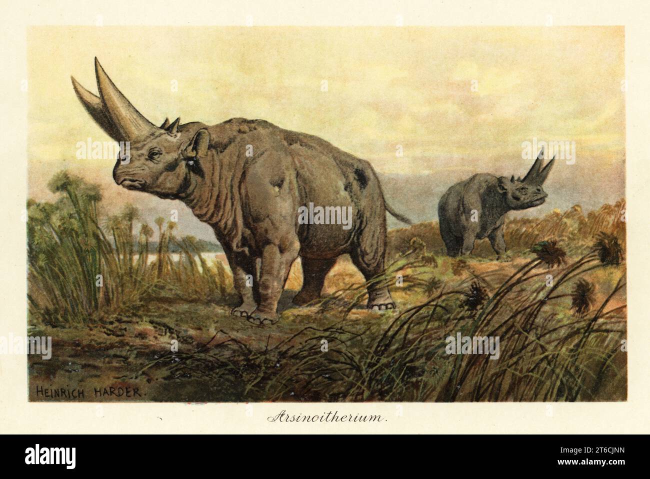 Arsinotherium zitteli, genere estinto di mammiferi erbivori paenungulati, tardo Eocene e primo Oligocene. Illustrazione stampata a colori dopo Heinrich Harder di Wilhelm Bolsches Tiere der Urwelt (animali del mondo preistorico), Reichardt Cocoa Company, Amburgo, 1908. Heinrich Harder (1858-1935) è stato un paesaggista tedesco e illustratore di libri. Foto Stock