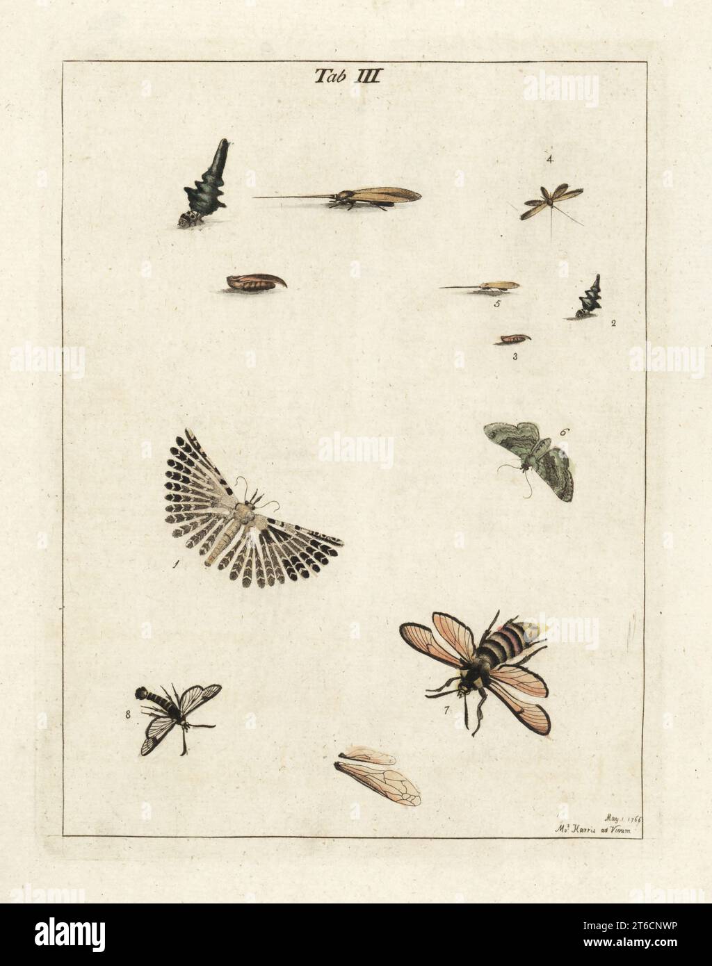 Ventidue falce, Alucita hexadactyla 1, falce di lancia 2-5, falene di olivo 6, radica di calabrone, Sesia apiformis 7, e falce di api a bordo largo, Hemaris fuciformis 8. Incisione su copperplate a mano disegnata e incisa da Moses Harris dalla sua esposizione di insetti inglesi, comprese le diverse classi di Neuroptera, Hymenoptera, Diptera, o Bees, Flies e Libellulae, White and Robson, Londra, 1782. Foto Stock