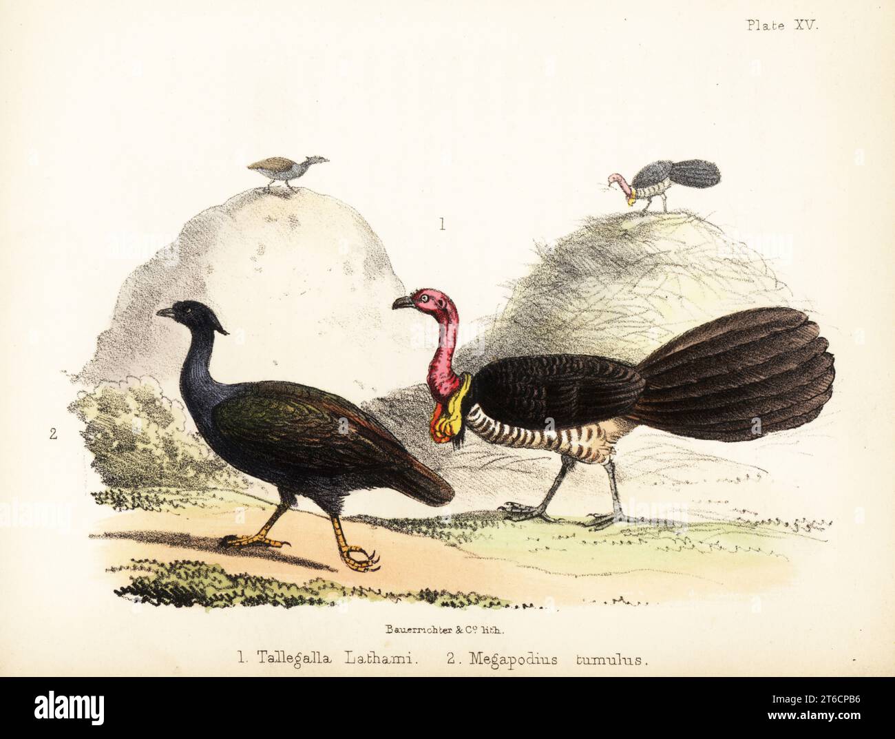 Brushturkey australiano o gweela, Alectura lathami 1 e farro dai piedi arancioni, Megapodius reinwardt 2. Litografia colorata a mano di Bauerrichter da Adam Whites Popular History of Birds, Lowell Reeve, Covent Garden, Londra, 1855. Foto Stock