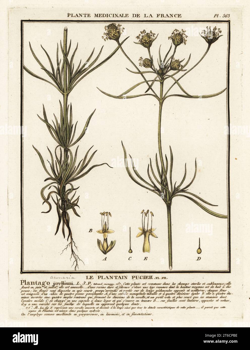 Plantain ramificato, Plantago indica. Le plantain pucier, Plantago psyllium. Incisione su copperplate stampata in tre colori da Pierre Bulliard dal suo Herbier de la France, ou collezione complete des plantes indigenes de ce royaume, Didot jeune, Debure et Belin, 1780-1793. Foto Stock